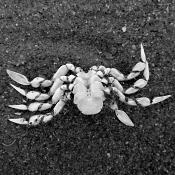 dode krab 5-7-2014 3285
